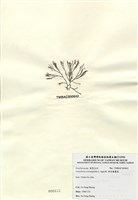 藏品(傘房龍鬚菜)的圖片